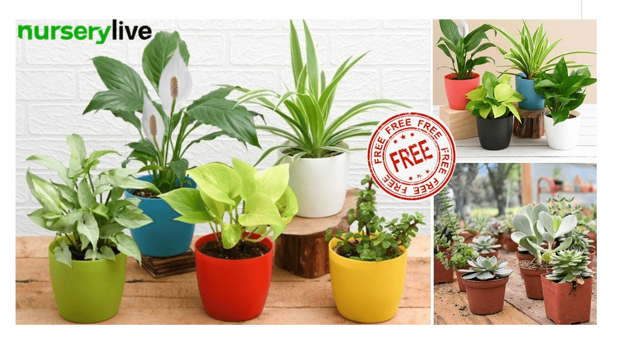 NurseryLive Free Indoor Garden Plants Get 10 Plants